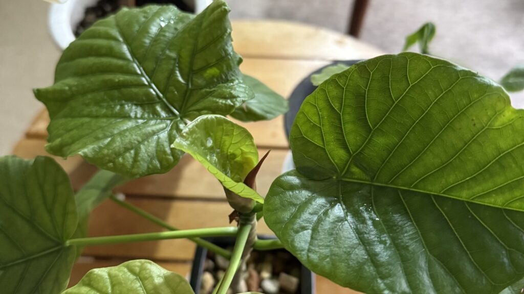 3/28