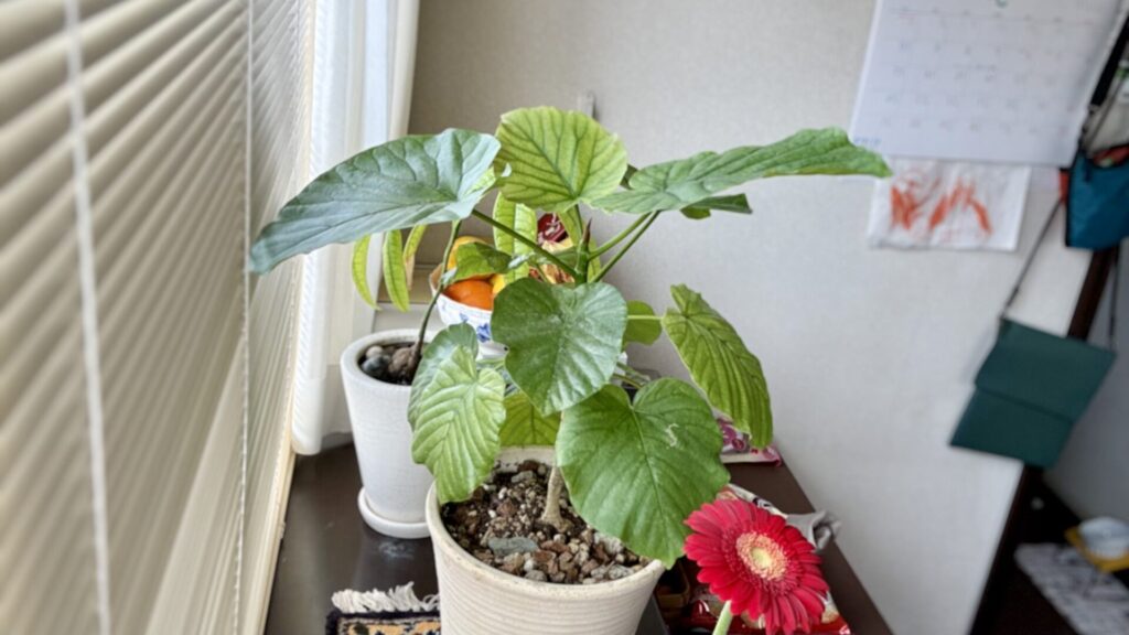 5/11