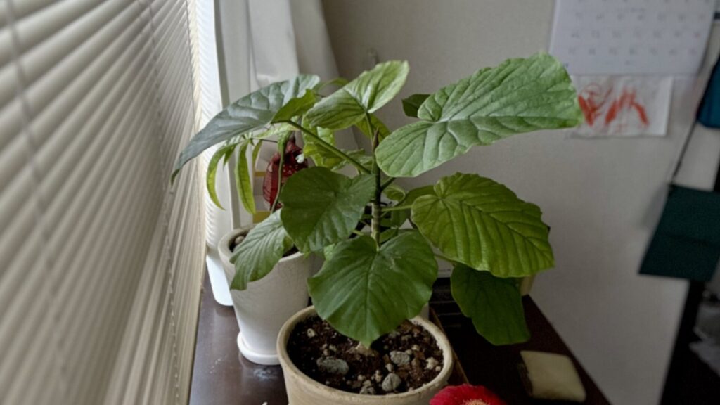 5/17