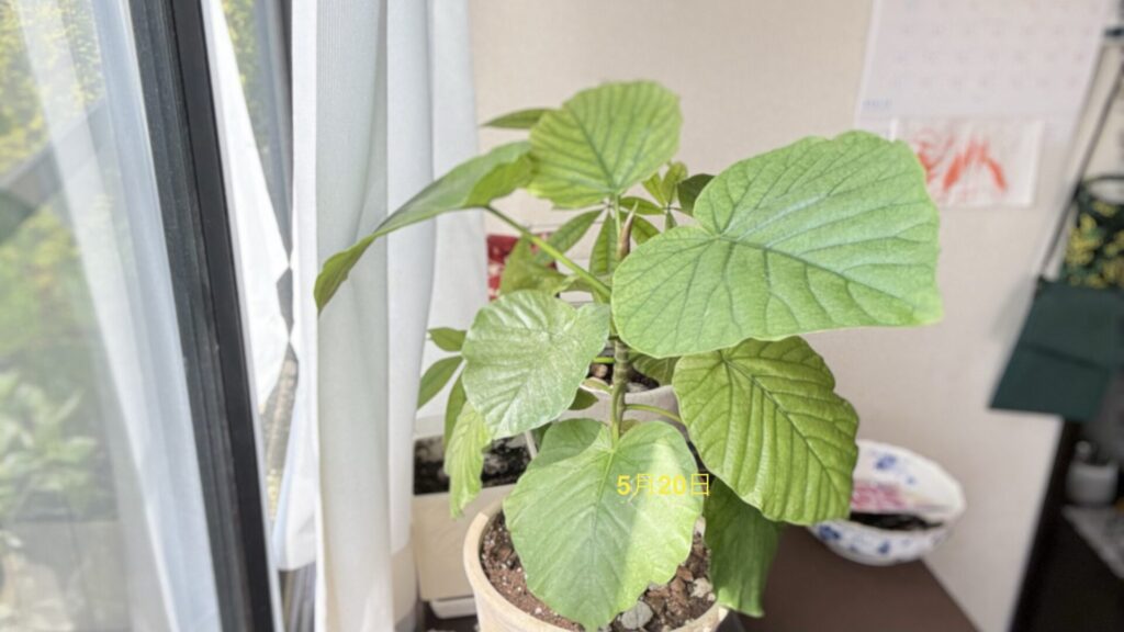 5/20