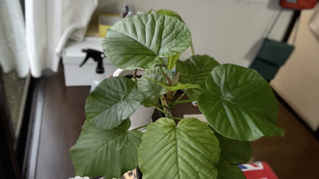 4/23