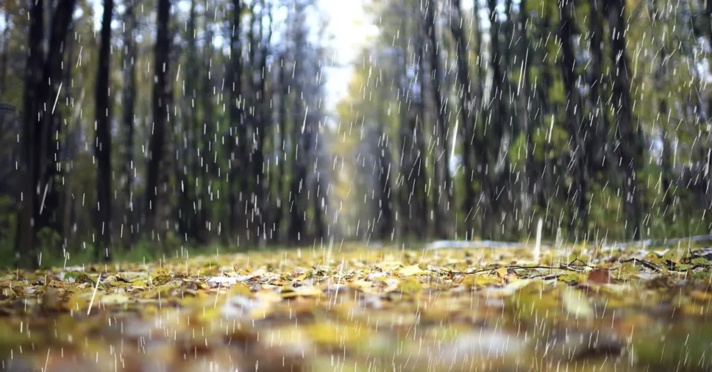 雨の風景